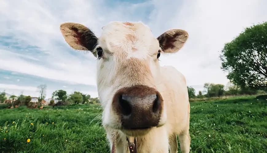 A grass-fed cow in a green pasture