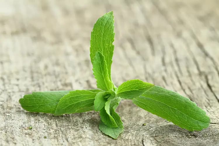 A fresh stevia plant sprig